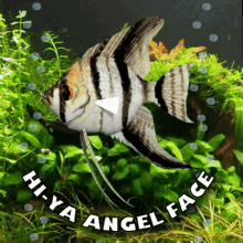 Angel fish swimming gracefully in the aquarium GIF