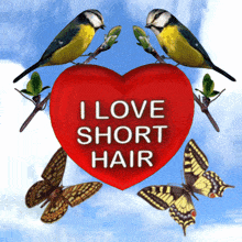 Birds Standing on a Branch with a Heart and Butterflies GIF