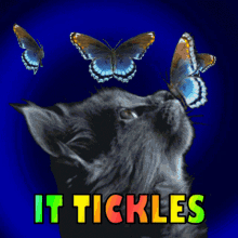 Cat, Butterfly, It Tickles, Tickle Me, Free Gifs, 3D GIF
