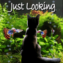 Cat Fascinated by Aquarium Fish | Awe-Inspiring Aquarium Gif | Just Looking