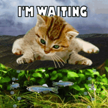 Cat Fishing GIF