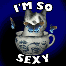 Cat in a Cup Adventure