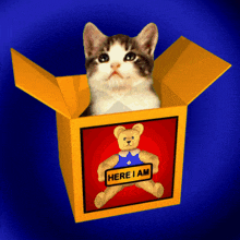 Cat in Box Meme | The Ultimate Collection of Funny Cat Memes |