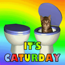 Caturday Kitten in Toilet Gif, Free Gifs, 3D GIF