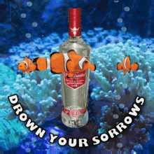 Drown Your Sorrows Get Drunk Clownfish GIF