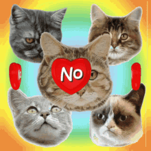 Five cats with different expressions looking at the middle cat with a red heart on its face and the word NO inside the heart.