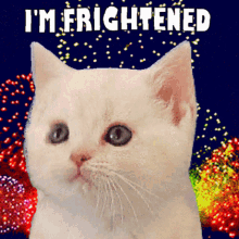 Frightened Cat and Fireworks GIF