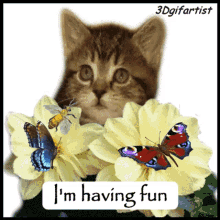Fun Cat Gif