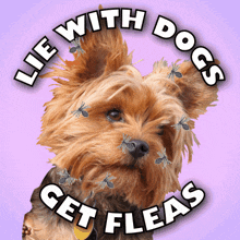 Funny dog and text combination GIF