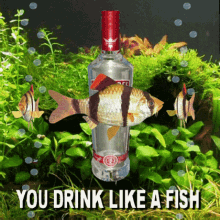 Funny Fish Drinking Vodka 3D GIF