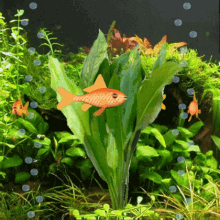 Goldfish Goldy GIF