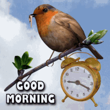 Good morning early bird, cute bird, alarm clock, worm, nature, free gifs, 3D GIF