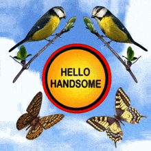 Handsome Birds and Butterflies on Branch with Green Leaves and Yellow Ring Saying Hello GIF