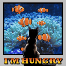 Hungry Cat Looking at Fish in Aquarium gif