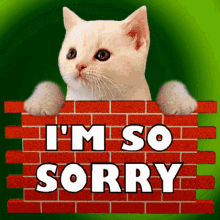 I'm So Sorry Cat