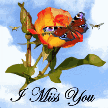 I Miss You - Romantic Butterfly and Rose Gif