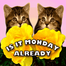Is It Monday Already Monday? Free Gifs! 3D GIF