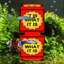 IT IS WHAT IT IS 3D GIF