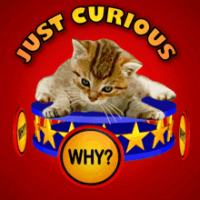 Just Curious Cat Mystery Expression GIF