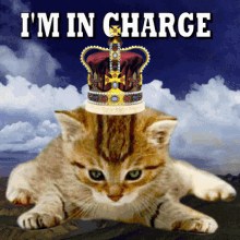 Kitten with Crown in Charge GIF