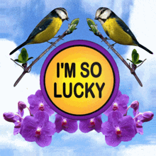 Lucky Birds 3D Animation