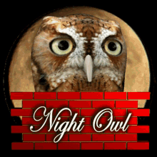 Night Owl Adventure GIF