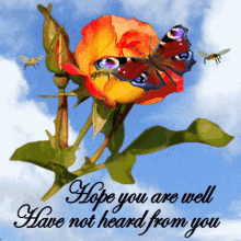 Orange flower with butterfly and bees in the center gif