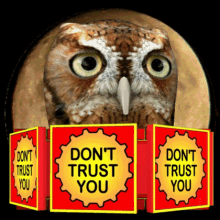 Owl's Surprise and Suspicion GIF