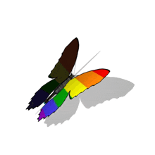 Rainbow Butterfly GIF
