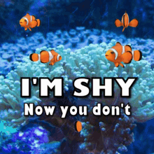 Shy clownfish gif