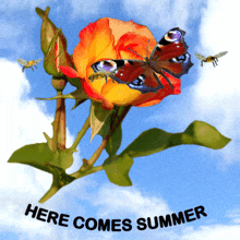 Summer Roses: A Symphony of Butterflies and Bees